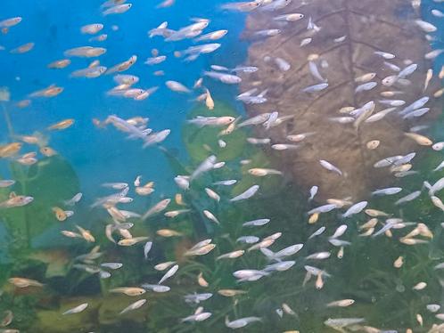 Medaka of rijstvisjes van 2025, Dieren en Toebehoren, Vissen | Aquariumvissen