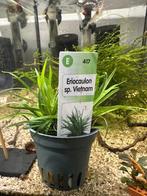 Eriocaulon sp. Vietnam