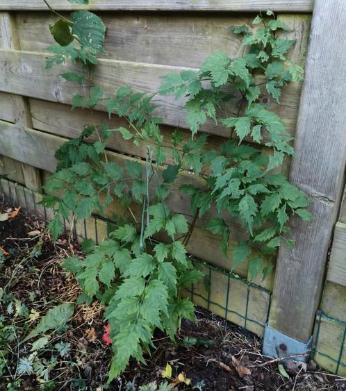 campsis radicans - trompetklimmer, Tuin en Terras, Planten | Tuinplanten, Vaste plant, Klimplanten, Zomer, Ophalen