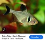 Vis voor aquarium: Fantoomtetra, Animaux & Accessoires, Poissons | Poissons d'aquarium, Poisson, Poisson d'eau douce, Banc de poissons