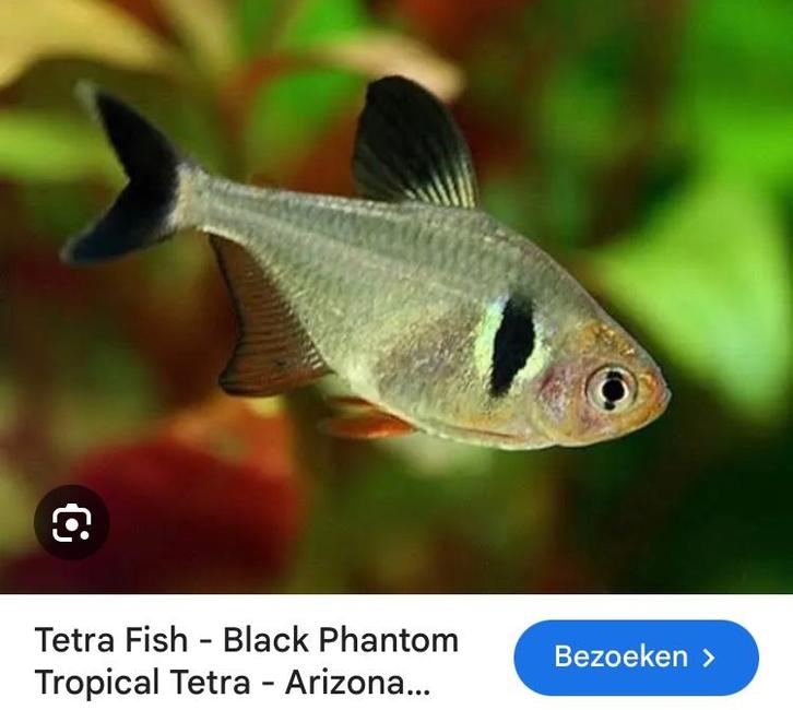 Vis voor aquarium: Fantoomtetra, Animaux & Accessoires, Poissons | Poissons d'aquarium, Poisson d'eau douce, Poisson, Banc de poissons