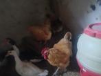 Orpington Buff haan met 3hennen 1j oud, Dieren en Toebehoren