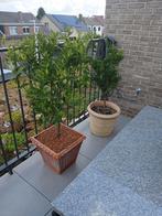 Citrusplanten en olijfboom., Tuin en Terras, Ophalen