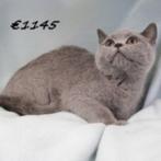 Britse kittens te koop, Dieren en Toebehoren, Meerdere dieren, Gechipt, 0 tot 2 jaar