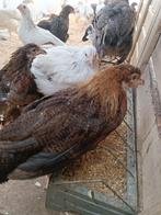 Perdrix dorée, 5 mois, leghorn, 100% poules, 320 œufs, Animaux & Accessoires, Volatiles, Poule ou poulet, Femelle