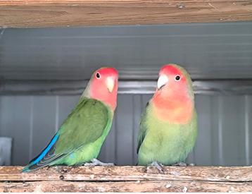 Kweekkoppel agapornis roseicollis  beschikbaar voor biedingen
