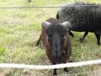 quessant bokje te koop, Mannelijk, Schaap, 0 tot 2 jaar