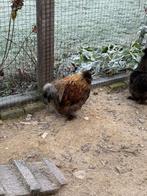 Zijdehoen haantje, Dieren en Toebehoren