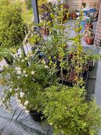 arbustes et plantes vivaces, Jardin & Terrasse, Moins de 100 cm, Enlèvement, Autres espèces, Arbuste