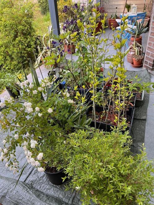 arbustes et plantes vivaces, Jardin & Terrasse, Plantes | Arbustes & Haies, Arbuste, Autres espèces, Moins de 100 cm, Enlèvement