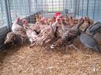 Kalkoenen ronquire kalkoen mooie jonge dieren, Kalkoen