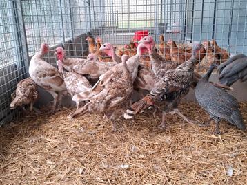 Kalkoenen ronquire kalkoen mooie jonge dieren disponible aux enchères