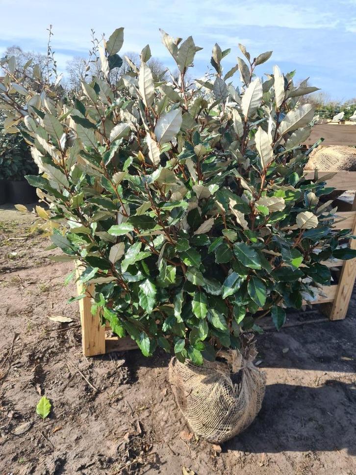 Olijfwilg compacta haagplanten tot ca. 125 cm, Tuin en Terras, Planten | Struiken en Hagen, Haag, Overige soorten, 100 tot 250 cm