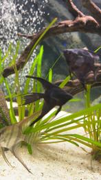 Zwarte maanvissen te koop, Dieren en Toebehoren, Vissen | Aquariumvissen, Vis, Zoetwatervis
