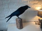 XXL Kraai Nieuw Opgezet Stoere Houding Taxidermie., Verzamelen, Ophalen of Verzenden, Nieuw, Vogel, Opgezet dier