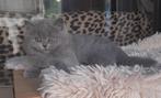 British Langhaar — uitzonderlijk kitten, Dieren en Toebehoren, Katten en Kittens | Raskatten | Langhaar, Gechipt, 0 tot 2 jaar
