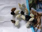 Poule de soie, Animaux & Accessoires, Volatiles, Sexe inconnu, Poule ou poulet