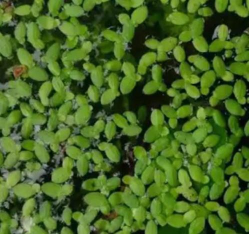 Lemna minor - Kleine kroos, Tuin en Terras, Planten | Tuinplanten, Vaste plant, Vijverplanten, Volle zon, Lente, Ophalen