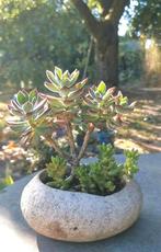 Succulente bonsai, Tuin en Terras, Ophalen