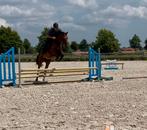 4jarige springruin, Dieren en Toebehoren, Paarden