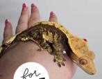 1.0 Donkere wimpergekko crested gecko man, Dieren en Toebehoren, Reptielen en Amfibieën, Hagedis, Tam, 0 tot 2 jaar