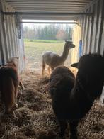 Alpaca's te koop, Dieren en Toebehoren, Overige Dieren, Maart, Mannelijk