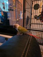 CONURE MOLINA APPRIVOISER AVEC CAGE ET ACCESSOIRES, Animaux & Accessoires, Femelle