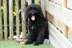 Prachtige medium labradoodle pups (gemeleerd en choco), Dieren en Toebehoren, België, Overige rassen, CDV (hondenziekte), 8 tot 15 weken