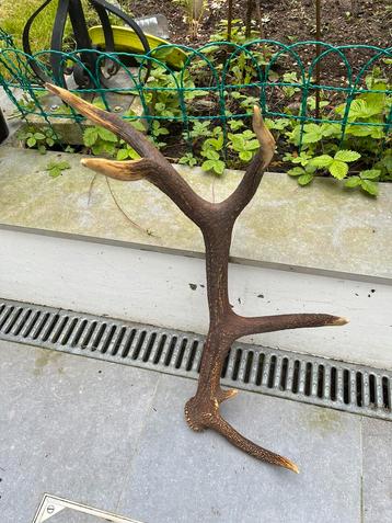 Trophée de chasse, Comme neuf