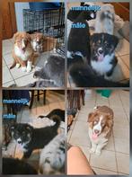 Tri-choc en tricolor Australische herder pups op boerderij, Dieren en Toebehoren, Honden | Herdershonden en Veedrijvers, België