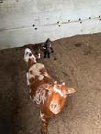 Ooi met 2 bokke lammetjes, Dieren en Toebehoren, Schapen, Geiten en Varkens