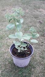 Sedum/vetkruid/hemelsleutel, Tuin en Terras, Planten | Tuinplanten, Volle zon, Vaste plant, Herfst, Ophalen