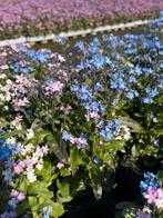 Myosotis trio, Ophalen, Halfschaduw