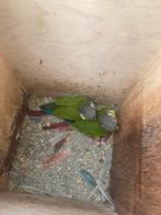 Pyrrhura te koop, Dieren en Toebehoren, Vogels | Parkieten en Papegaaien, Geslacht onbekend