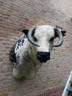Très grand crâne africain de taxidermie bovine nguni en pelu, Bois ou Tête, Animal sauvage, Enlèvement ou Envoi