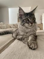 XXL Maine Coon kittens, Dieren en Toebehoren, Meerdere dieren, Gechipt, 0 tot 2 jaar