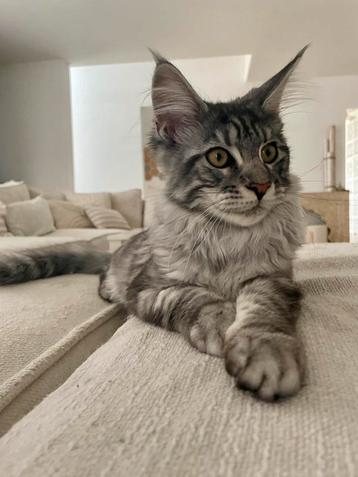 XXL Maine Coon kittens, Plusieurs animaux, Vermifugé, 0 à 2 ans