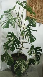 Monstera Variegata, Huis en Inrichting, Kamerplanten, Ophalen