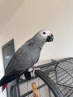 Perroquet gris du gabon, Mannelijk, Papegaai