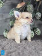 Chihuahua pup langhaar Chi pup, België, Fokker | Hobbymatig, Reu, CDV (hondenziekte)