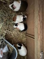 Cavia mannelijk, Mâle, Domestique, Novembre, Cobaye