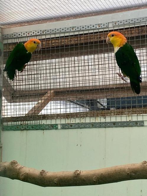 Groendij caiques koppels bewezen 2020/ 2019, Dieren en Toebehoren, Vogels | Parkieten en Papegaaien