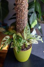Monstera adansonii swedish ghost, Huis en Inrichting, Kamerplanten, Ophalen of Verzenden