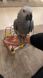 Grijze roodstraart, handtam, 4 maand + kooi, Dieren en Toebehoren, Vogels | Parkieten en Papegaaien, Mannelijk, Papegaai, Geringd