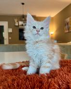 Unieke Maine Coon Kittens – Silver & Cream, Dieren en Toebehoren, Kater, Gechipt, 0 tot 2 jaar