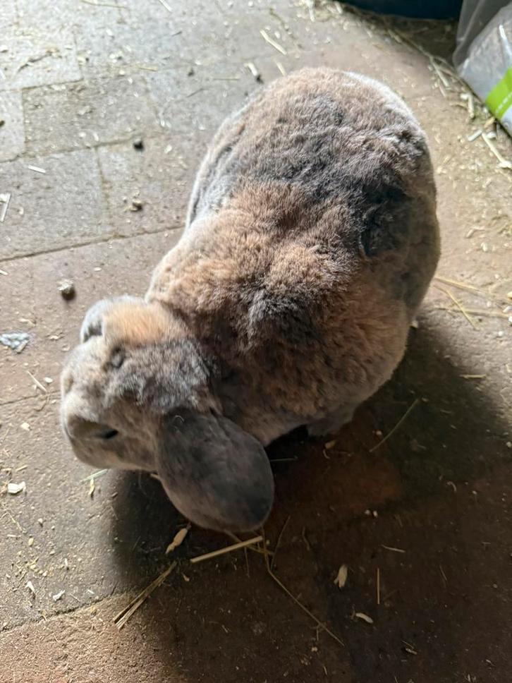 Rex widder voedster ingeënt 2 jaar, Dieren en Toebehoren, Konijnen, Dwerg, Vrouwelijk, 0 tot 2 jaar, Hangoor