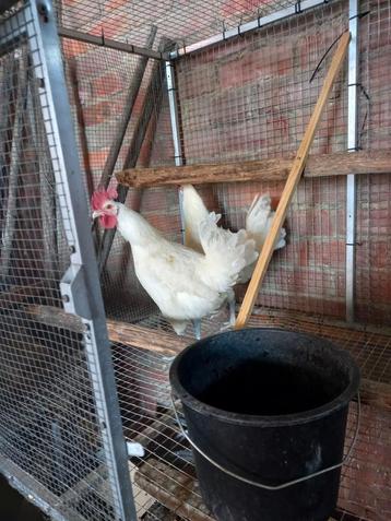 Poule de Bresse hanen beschikbaar voor biedingen