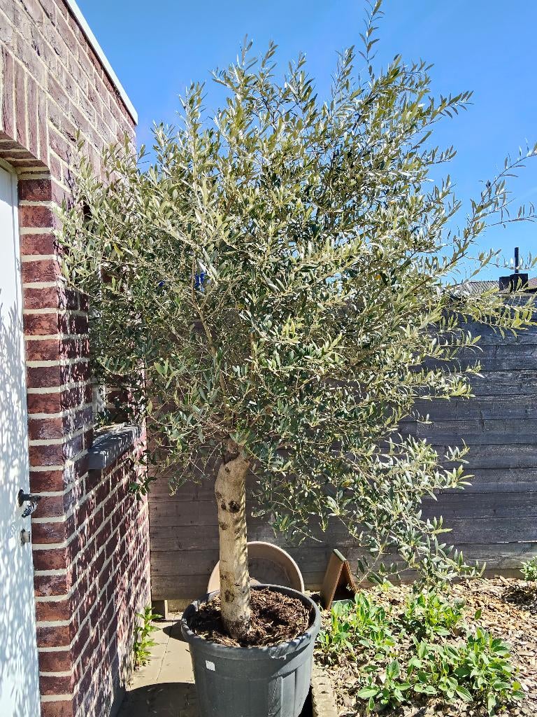 Olijfboom, Tuin en Terras, Planten | Bomen, Ophalen, Bloeit niet, Halfschaduw, 100 tot 250 cm
