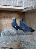 Duiven, Animaux & Accessoires