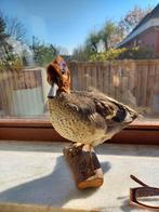 Wintertaling, Ophalen